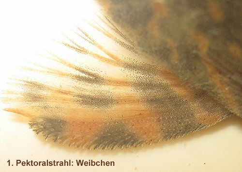 Panaqolus sp. (LDA067)  = Female pectoral fin