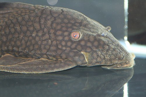 Panaque nigrolineatus laurafabianae = head view