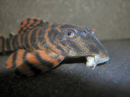 Panaqolus sp. (L397)  = head view