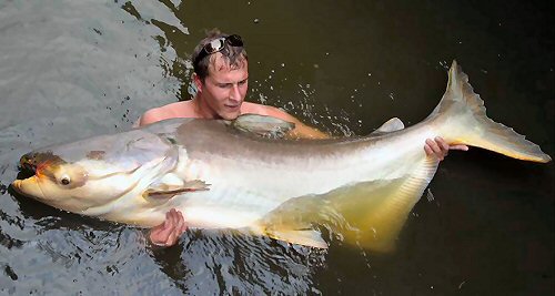 Pangasianodon gigas = Caught March 15, 2006, 70kg