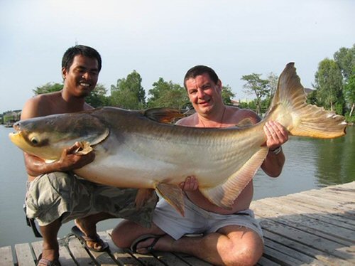 Pangasianodon gigas = Caught April15th., 2007, 80.5kg 