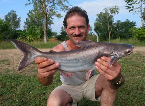 Pangasius conchophilus