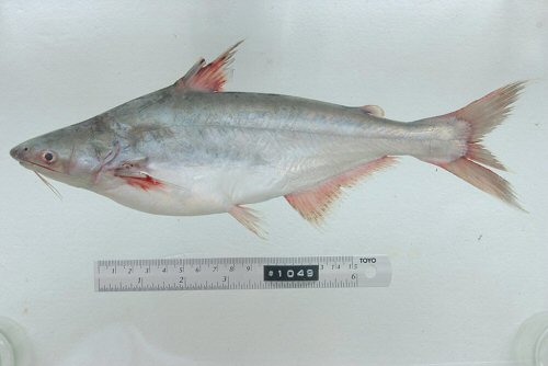 Pangasius conchophilus = From Savannakhet, Kaisone Phomvihane, small fish market beside Mekong River, Laos