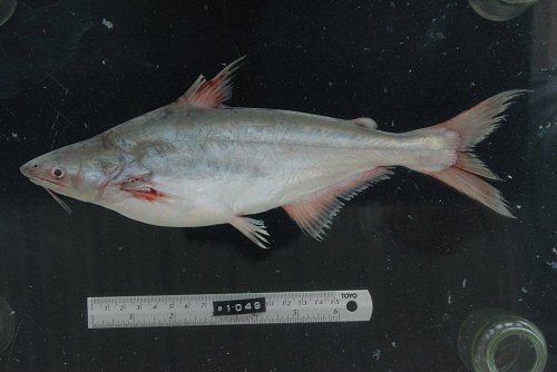 Pangasius conchophilus = From Savannakhet, Kaisone Phomvihane, small fish market beside Mekong River, Laos