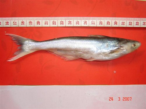 Pangasius elongatus