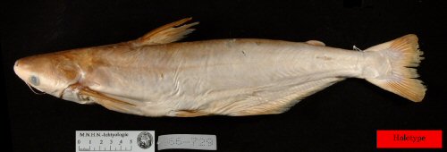 Pangasius krempfi = holotype = lateral view