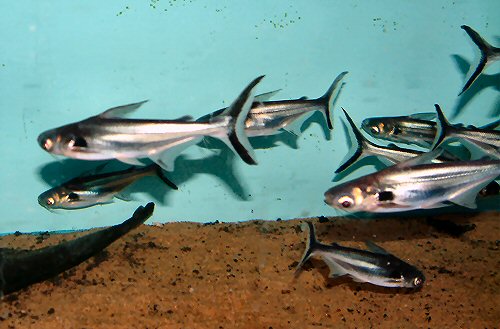 Pangasius larnaudii = juveniles 