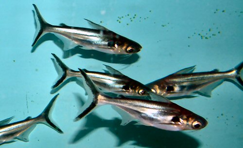 Pangasius larnaudii 