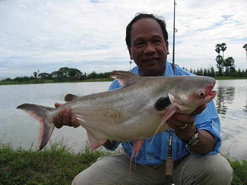 Pangasius larnaudii  = Sub-Adult: Caught on July 2007 at Ratchaburi, Thailand.