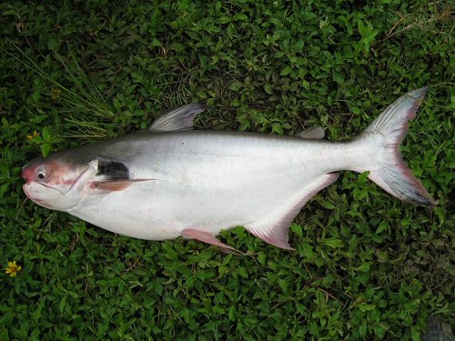 Pangasius larnaudii  = Sub-Adult: Caught on July 2007 at Ratchaburi, Thailand.