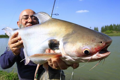 Pangasius larnaudii 