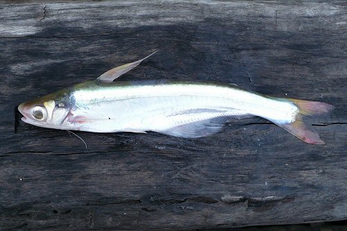 Pangasius macronema = juvenile