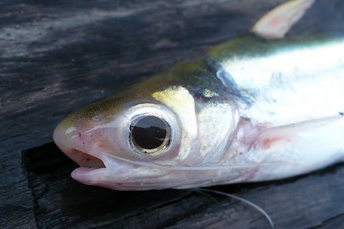 Pangasius macronema  = juvenile - close up of head