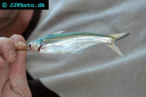 Pangasius macronema  = juvenile