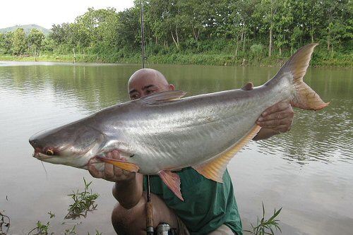 Pangasius mekongensis