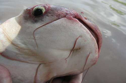 Pangasius mekongensis  = view of snout