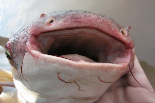 Pangasius mekongensis = view of gape of mouth