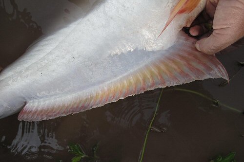 Pangasius mekongensis  = dorsal view