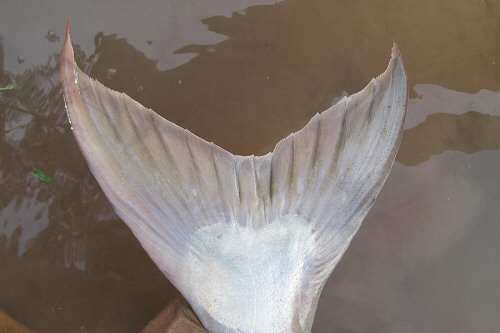 Pangasius mekongensis  = caudal view