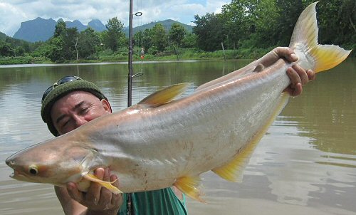 Pangasius mekongensis 