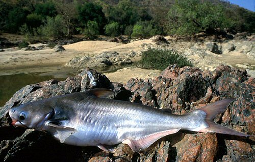 Pangasius pangasius