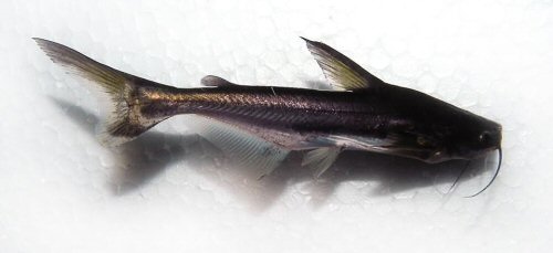 Pangasius pangasius = juvenile