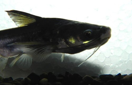 Pangasius pangasius = juvenile - head view