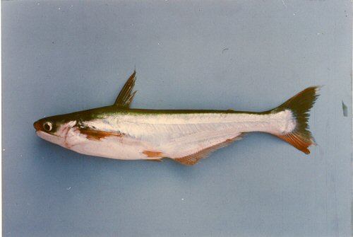 Pangasius polyuranodon