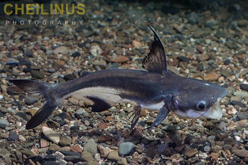 Pangasius sanitwongsei = juvenile