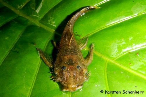 Paralithoxus boujardi = Head view-Roura, Französisch-Guyana