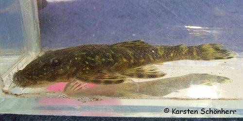 Paralithoxus cf. bovallii = Dalbana Creek, Kabalebo river in Corantijne drainage, Suriname