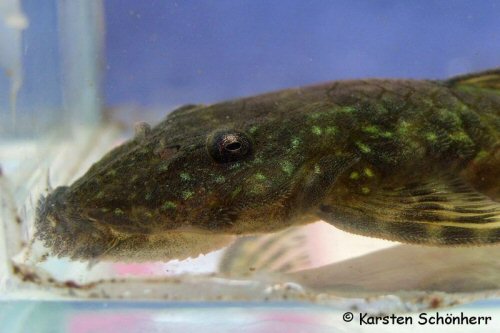 Paralithoxus cf. bovallii = Head view - Dalbana Creek, Kabalebo river in Corantijne drainage, Suriname