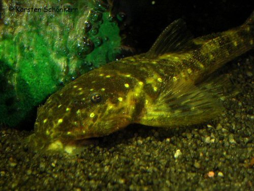 Paralithoxus pallidimaculatus = Cajana Creek, Gran Rio drainage, Suriname 