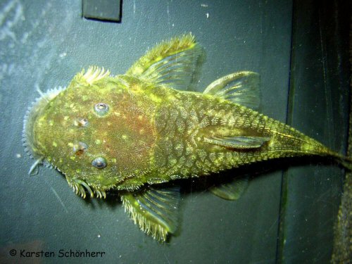 Paralithoxus pallidimaculatus = Dorsal view -Cajana Creek, Gran Rio drainage, Suriname