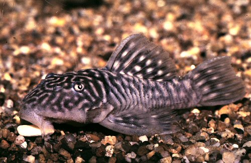 Parancistrus aurantiacus = Near normal aquarium colouration