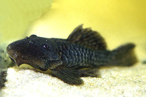 Parancistrus aurantiacus = Normal aquarium colouration