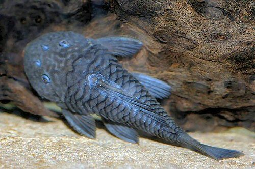 Parancistrus aurantiacus = Normal aquarium colouration showing the broad head