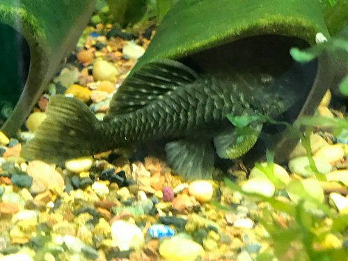 Parancistrus aurantiacus