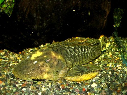 Parancistrus aurantiacus = Gold specimen after some time in captivity