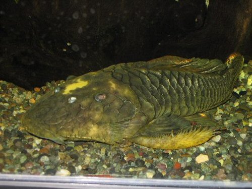 Parancistrus aurantiacus = Gold specimen after some time in captivity