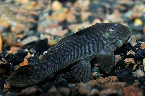 Parancistrus aurantiacus = Normal aquarium colouration