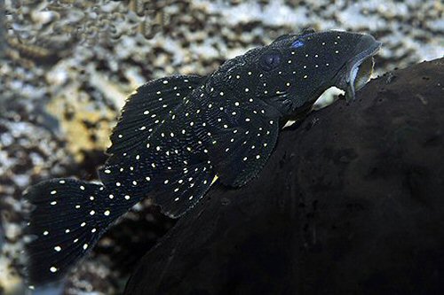 Parancistrus nudiventris