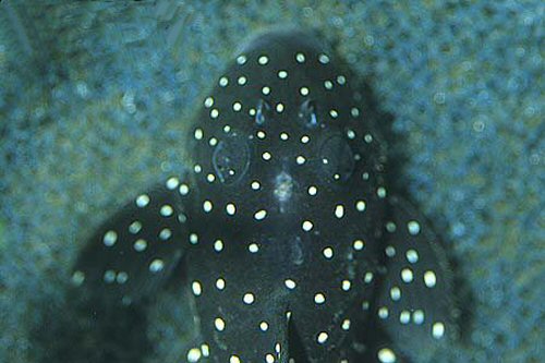 Parancistrus nudiventris = Juvenile - dorsal view of head