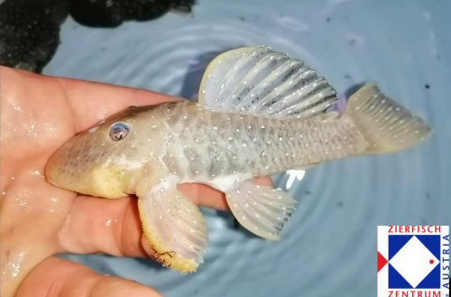 Parancistrus nudiventris = pale coloured specimen