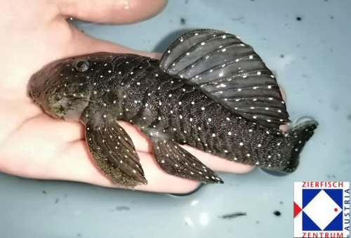 Parancistrus nudiventris = normal coloured specimen