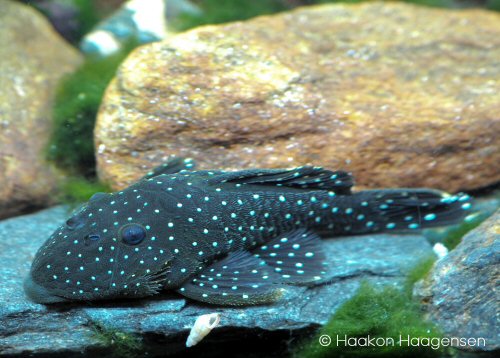 Parancistrus nudiventris