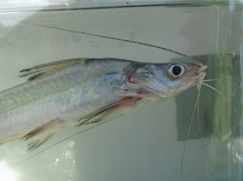 Parapimelodus nigribarbis = Close up of the black barbels-Departamento de Rocha, Uruguay