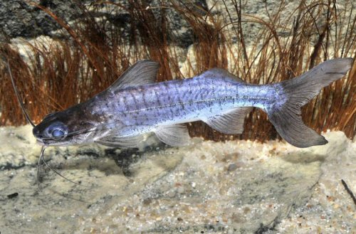 Parapimelodus sp. "Manaus"