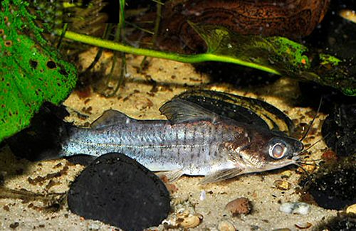 Parapimelodus sp. "Manaus"