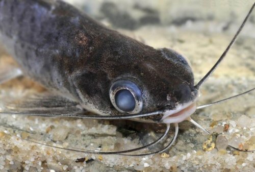 Parapimelodus sp. "Manaus" = head view